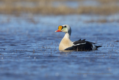 King Eider - Somateria spectabilis