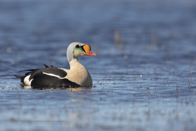 King Eider - Somateria spectabilis