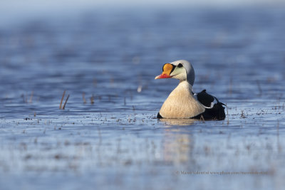 King Eider - Somateria spectabilis