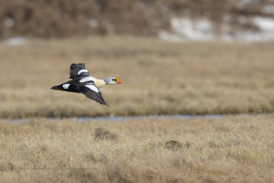 King Eider - Somateria spectabilis