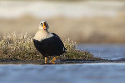 King Eider - Somateria spectabilis