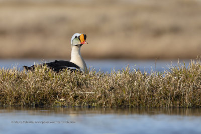 King Eider - Somateria spectabilis