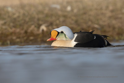 King Eider - Somateria spectabilis