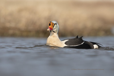 King Eider - Somateria spectabilis