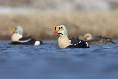 King Eider - Somateria spectabilis