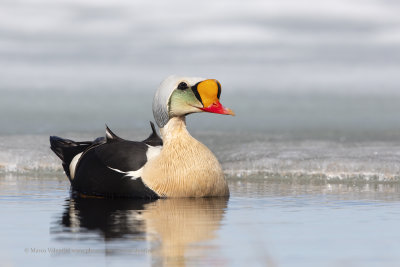 King Eider - Somateria spectabilis