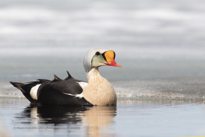 King Eider - Somateria spectabilis