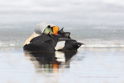 King Eider - Somateria spectabilis