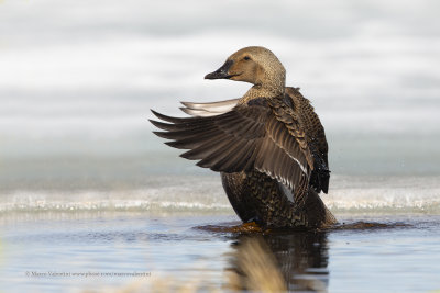 King Eider - Somateria spectabilis