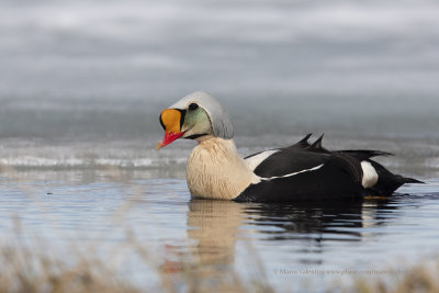 King Eider - Somateria spectabilis