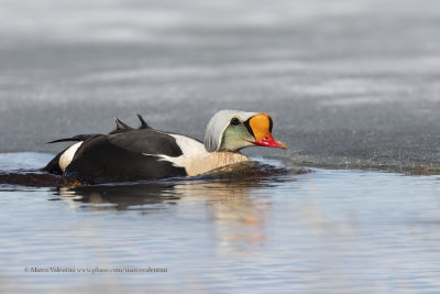 King Eider - Somateria spectabilis