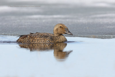 King Eider - Somateria spectabilis