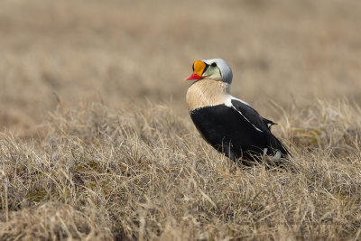 King Eider - Somateria spectabilis