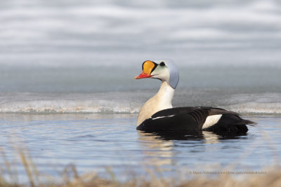 King Eider - Somateria spectabilis