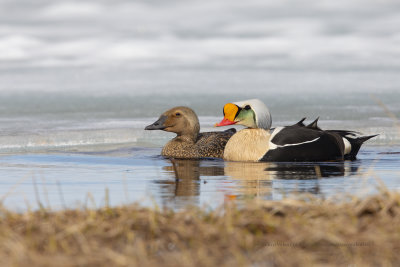 King Eider - Somateria spectabilis