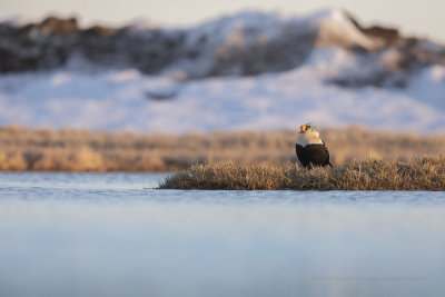 King Eider - Somateria spectabilis