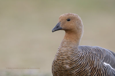 Upland Goose - Chloephaga picta