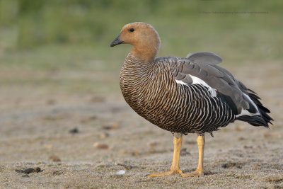 Upland Goose - Chloephaga picta