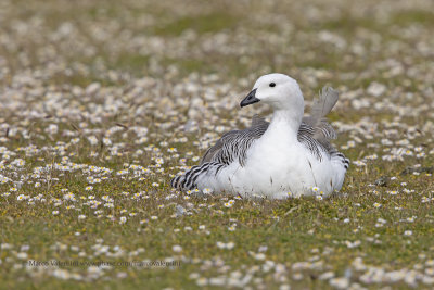 Upland Goose - Chloephaga picta