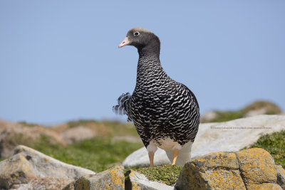 Kelp Goose - Chloephaga hybrida