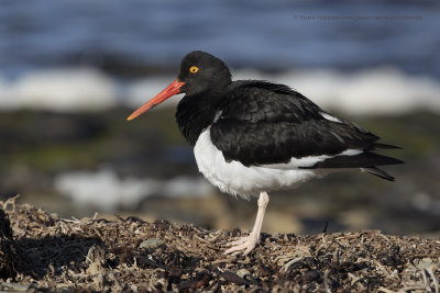 Magellanic Oystercatcher - Haematopus leucopodus