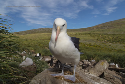 Black-browed Albatross - Thalassarche melanophris