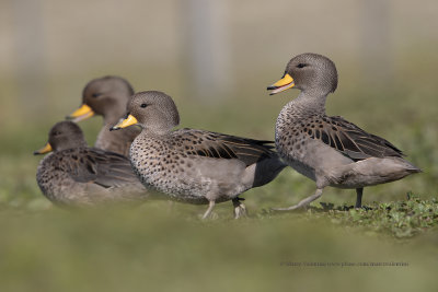 Yellow-billed Teal - Anas flavirostris