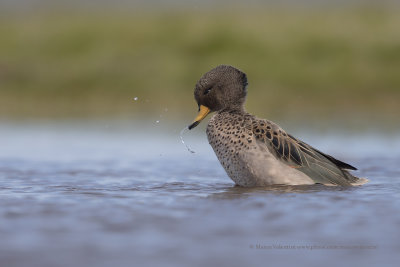 Yellow-billed Teal - Anas flavirostris