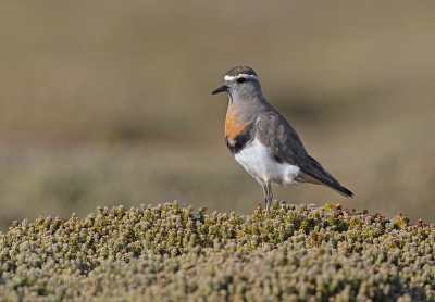 Rufous-chested Dotterel - Charadrius modestus