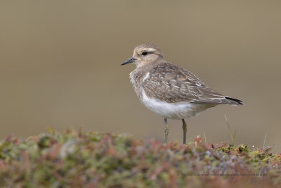 Rufous-chested Dotterel - Charadrius modestus