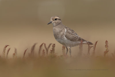 Rufous-chested Dotterel - Charadrius modestus