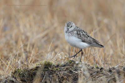 Semipalmated Sandpiper - Calidris pusilla