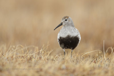 Dunlin - Calidris alpina
