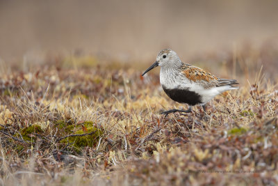 Dunlin - Calidris alpina