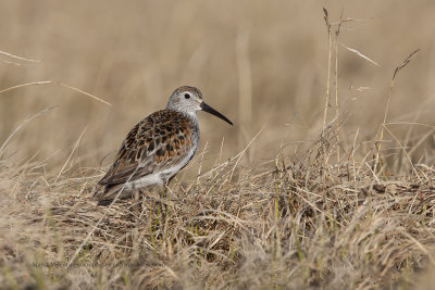 Dunlin - Calidris alpina