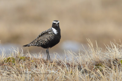 American Golden Plover - Pluvialis dominica