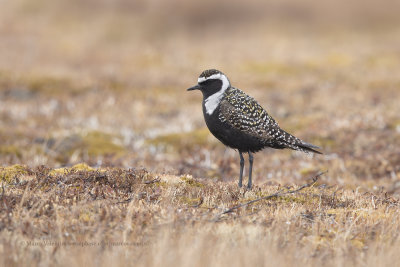 American Golden Plover - Pluvialis dominica