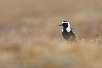 American Golden Plover - Pluvialis dominica
