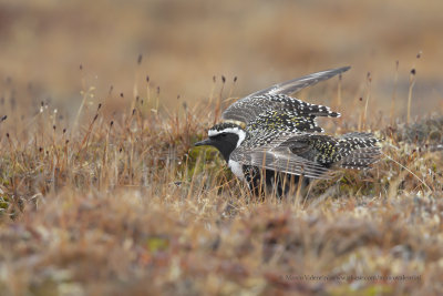 American Golden Plover - Pluvialis dominica