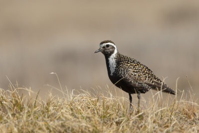 American Golden Plover - Pluvialis dominica