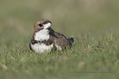 Two-banded Plover - Charadrius falklandicus