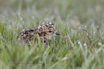 Two-banded Plover - Charadrius falklandicus