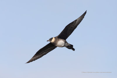 Pomarine Skua - Stercorarius pomarinus