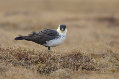 Pomarine Skua - Stercorarius pomarinus