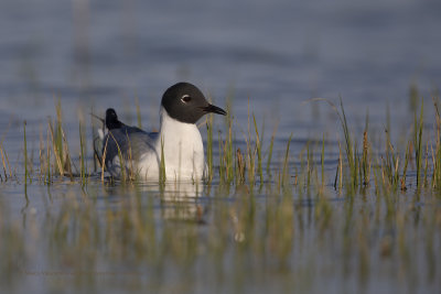 Bonaparte's Gull - Larus philadelphia