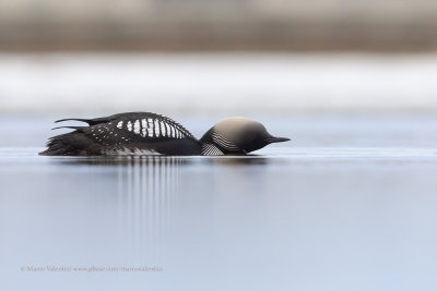 Pacific loon - Gavia pacifica