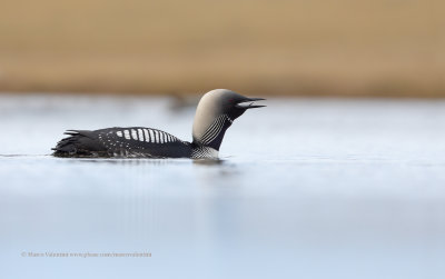 Pacific loon - Gavia pacifica