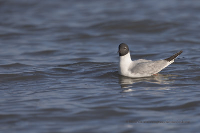 Bonaparte's Gull - Larus philadelphia