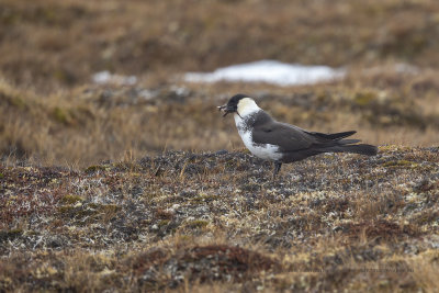 Pomarine Skua - Stercorarius pomarinus
