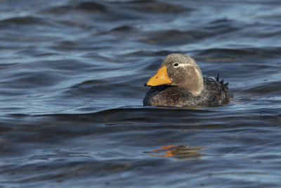 Falkland fligthless Steamer duck - Tachyeres brachypterus